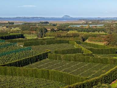 78B Walker Road East_1