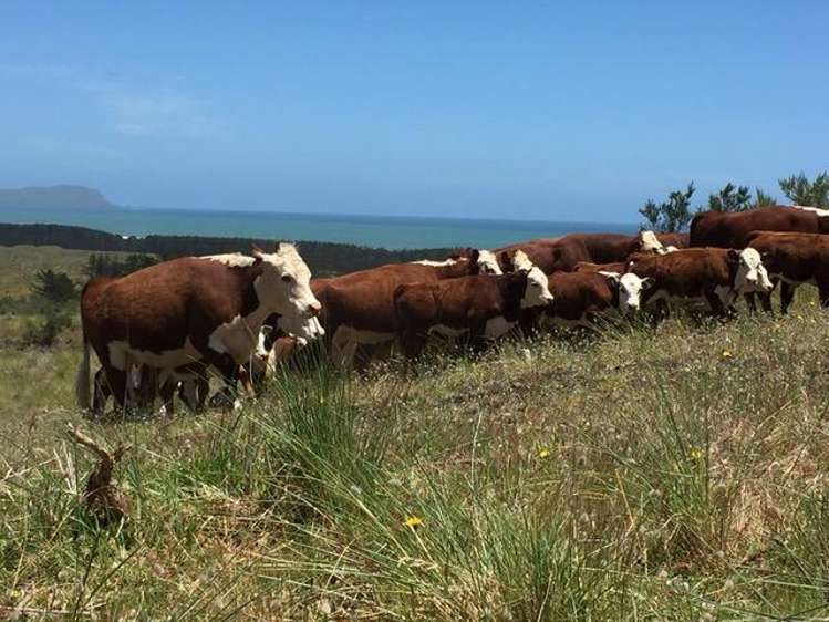 88 Lake Road Kawhia_14