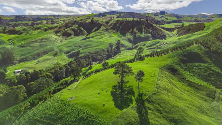 Coates Road Waikite Valley_2
