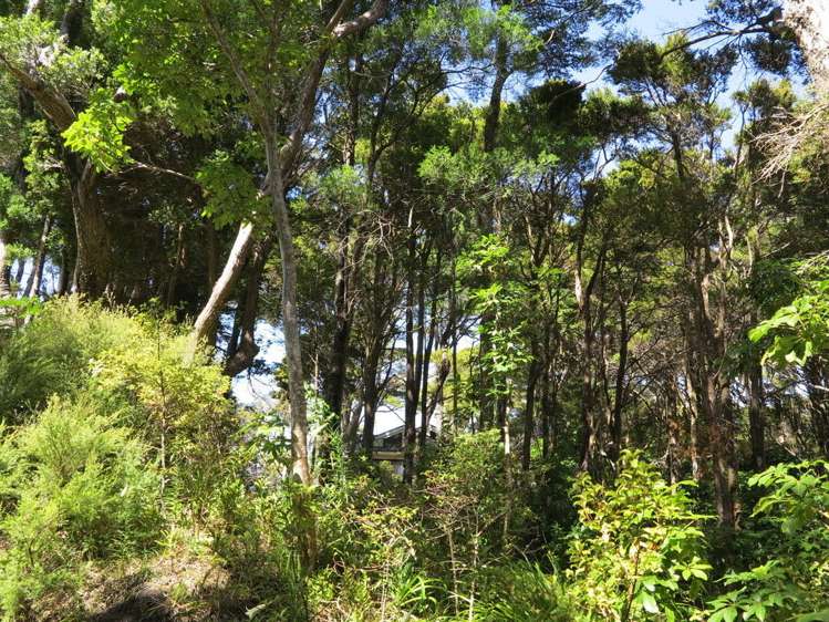 51 Totara Avenue Collingwood_13