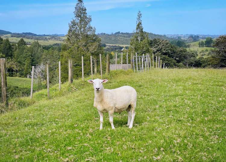 566 Blackbridge Road Waitoki_18