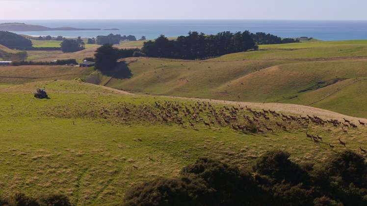 137 McLeods Road Palmerston_8