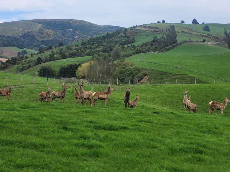 63 Sandford Road Catlins Surrounds_11