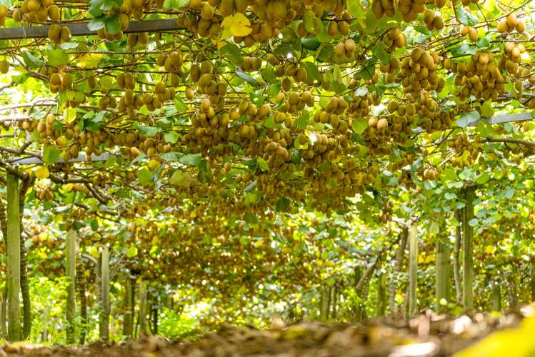 40 Woodland Road Tahawai_11