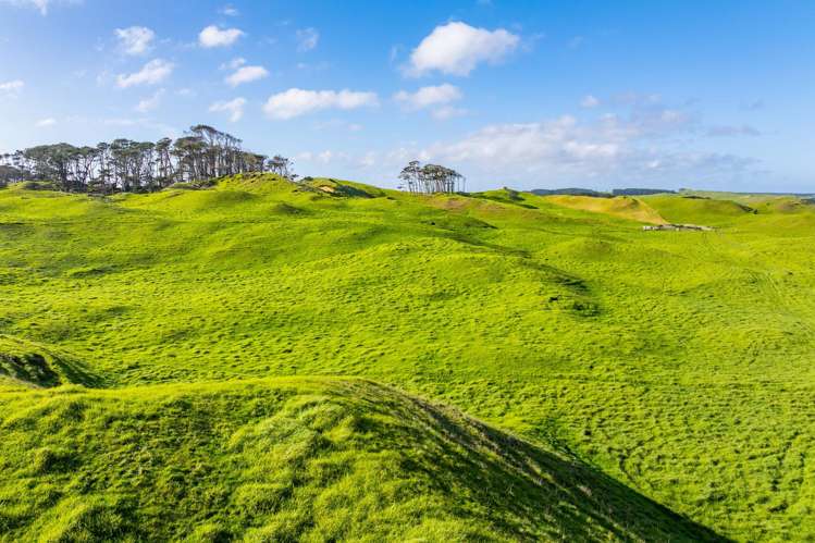 Pinaki Road Dargaville_6