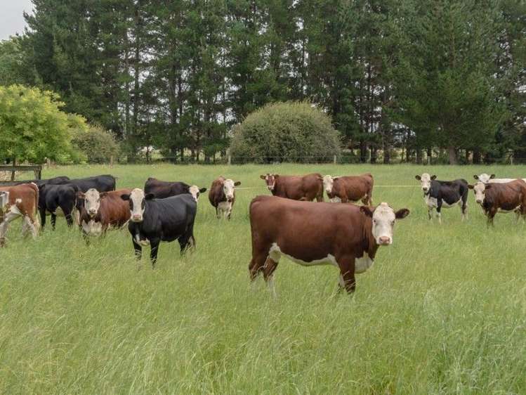 111 Tarr Road Ohaupo_16