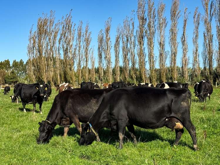 403 Island Edendale Road Menzies Ferry_5