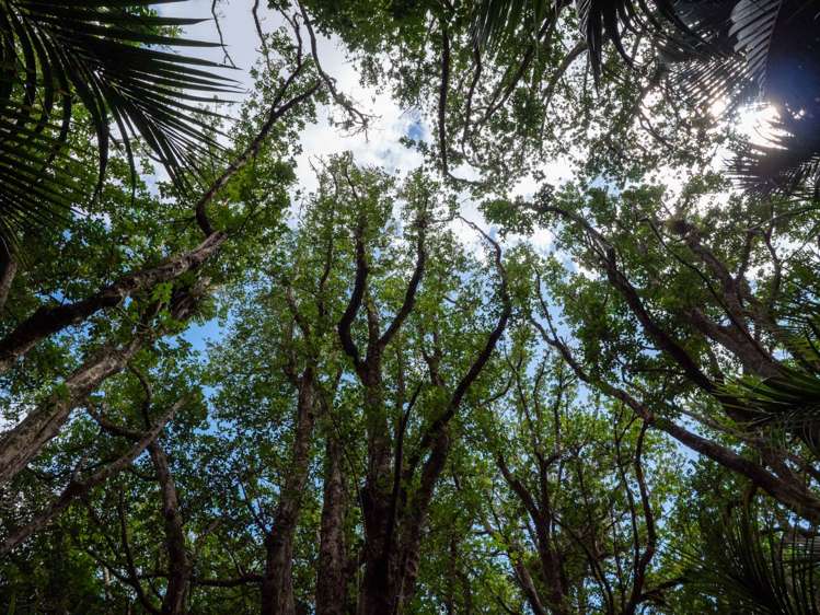 153 Showground Road Waimate North_37