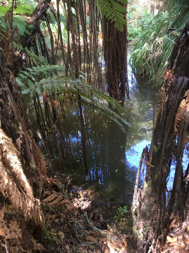 3820 State Highway 1 Towai_4