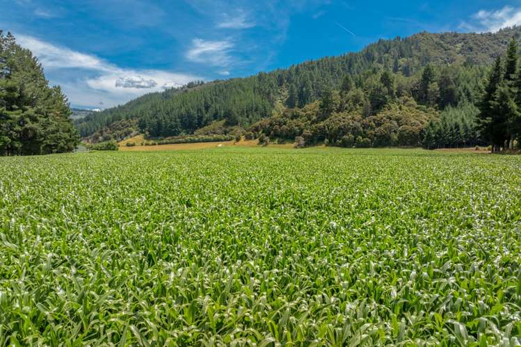 140 Leslies Road Okaramio_34