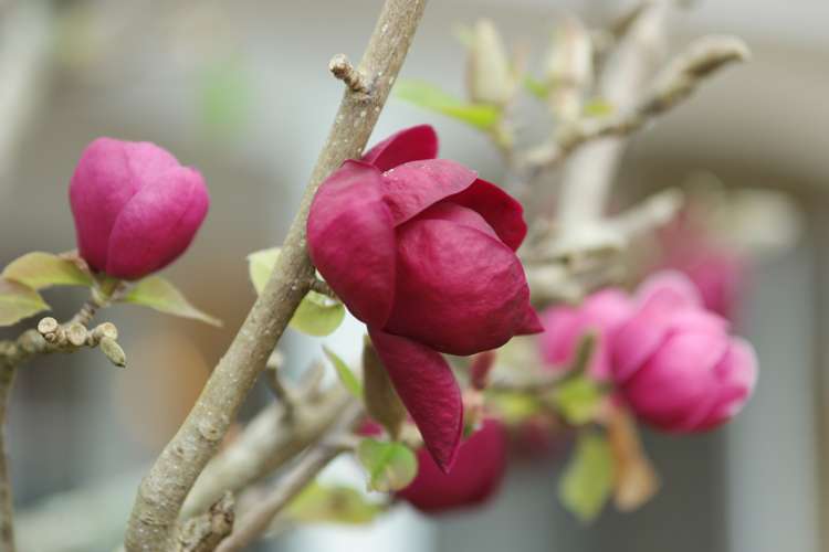 2/8 Domett Avenue Epsom_23