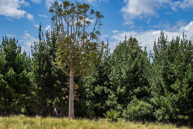 436A Glenmohr Road Waipu_24