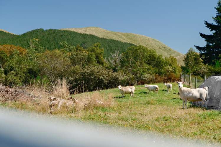 878 Te Kopia Road Waikite Valley_16