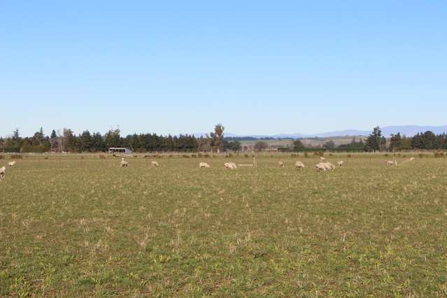 Woodbury Road Geraldine_4