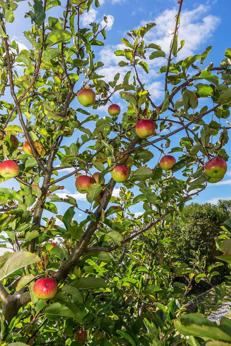 17 Naughton Terrace Kilbirnie_6