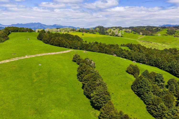 Mangakahia Road Titoki_30