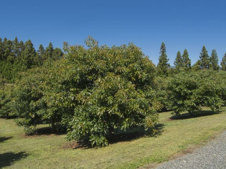 147 Morton Road Aongatete_16