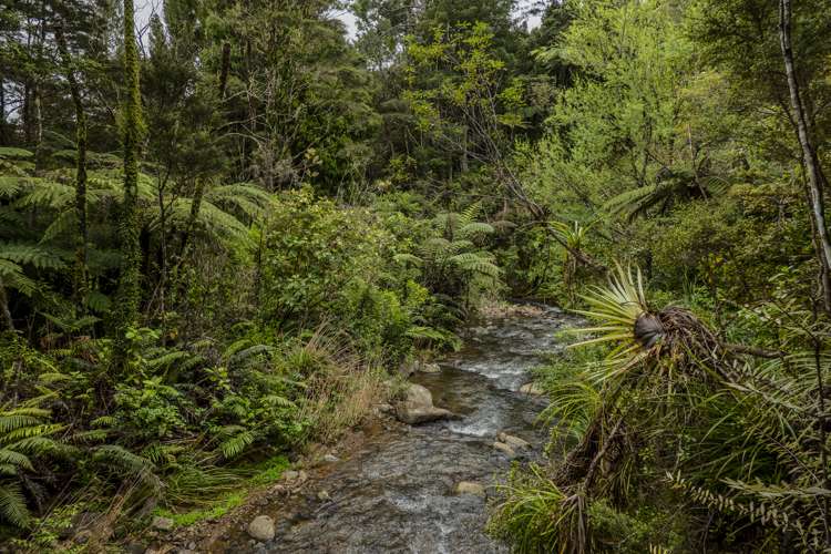 586 Tapu Coroglen Road Coromandel Forest Park_10