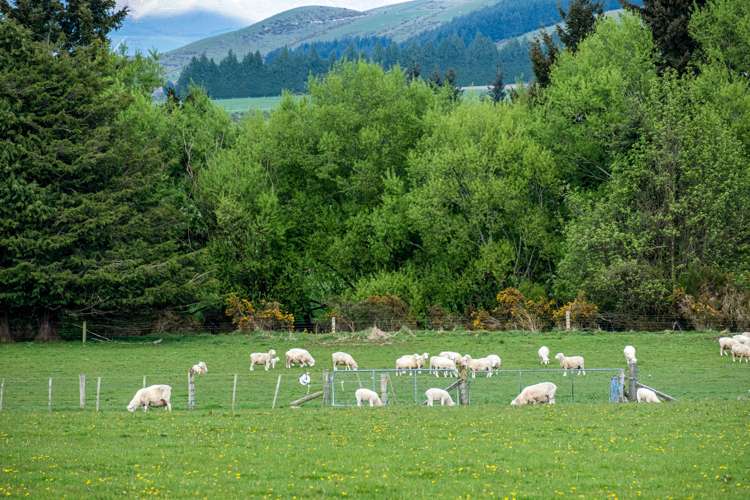 Boyds Road Mount Somers_8