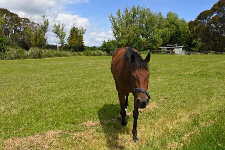 110 Kibblewhite Road Matahiwi_28