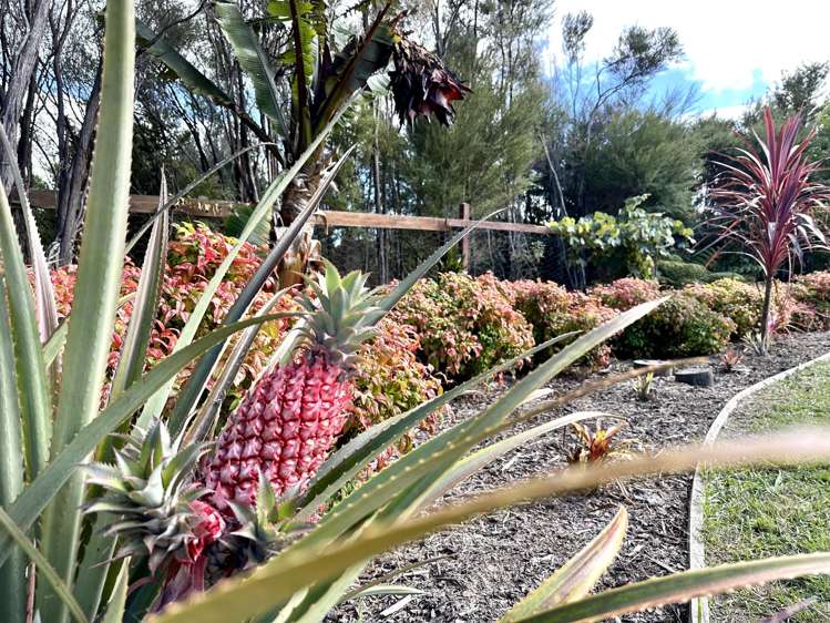 123b Montrose Road Kerikeri_7