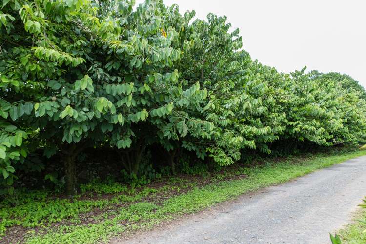 Maruata Road Maungatapere_10