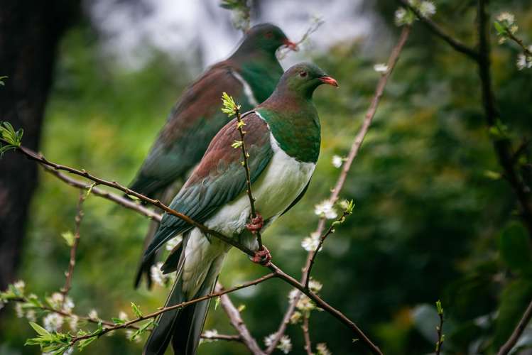 33 Beatty Parade Surfdale_30