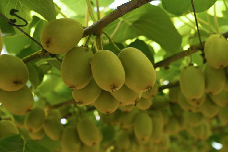 80 Roydon Downs Road Paengaroa_5