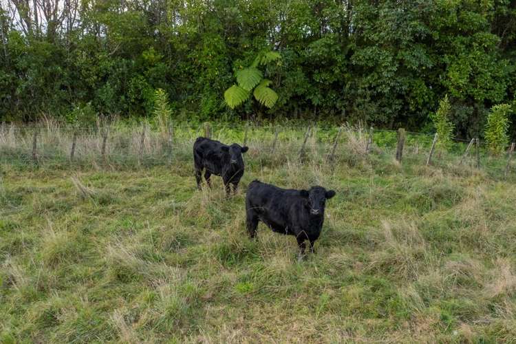 751 Esdaile Road Whakamarama_30