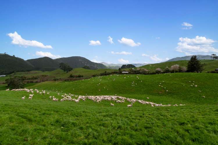 Coates Road Waikite Valley_9