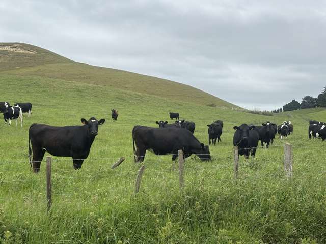 518 Elephant Hill Road Waimate_2