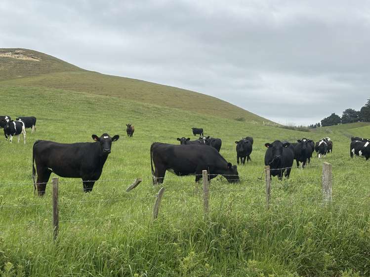 518 Elephant Hill Road Waimate_2