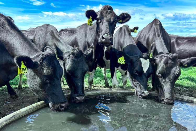 473 Clifden Gorge Road Eastern Bush_25