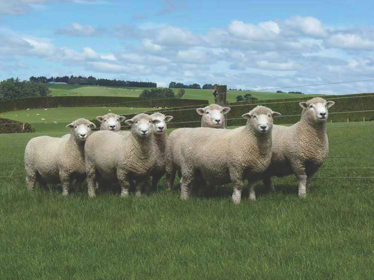 348 Koi Road Waikoikoi_10