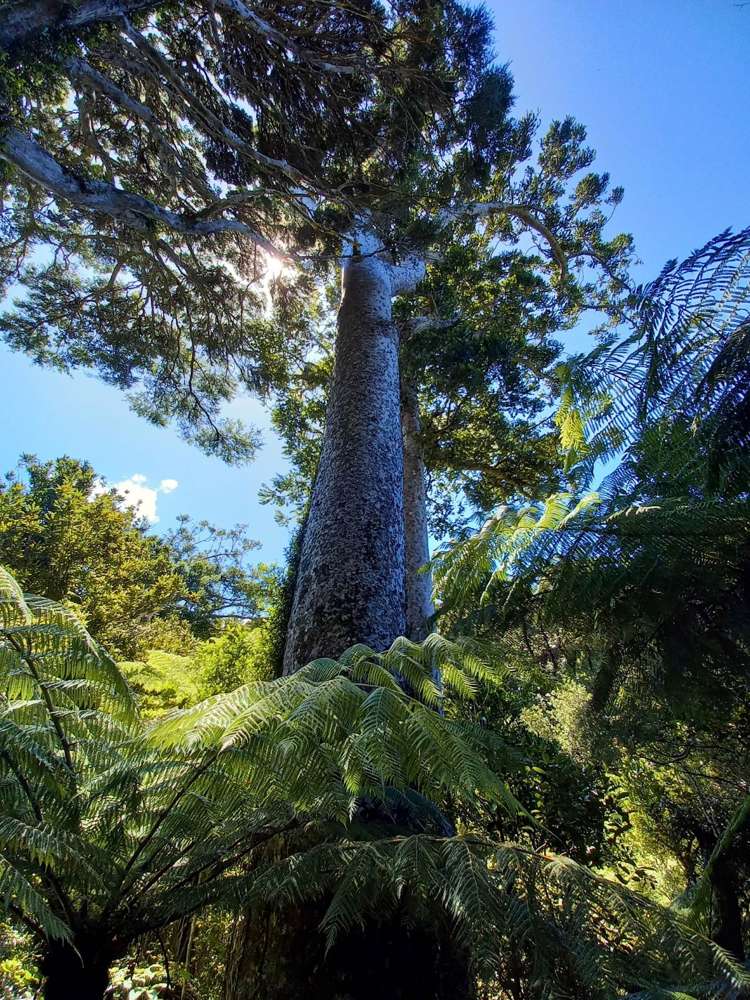 149 Aotea Road Great Barrier Island_14