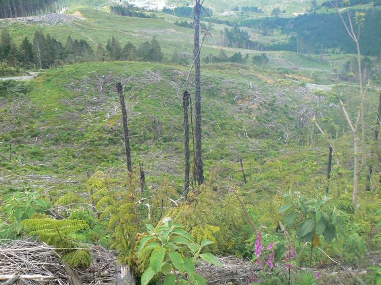 Lot 65 Stoney Creek Road Mangamuka_7