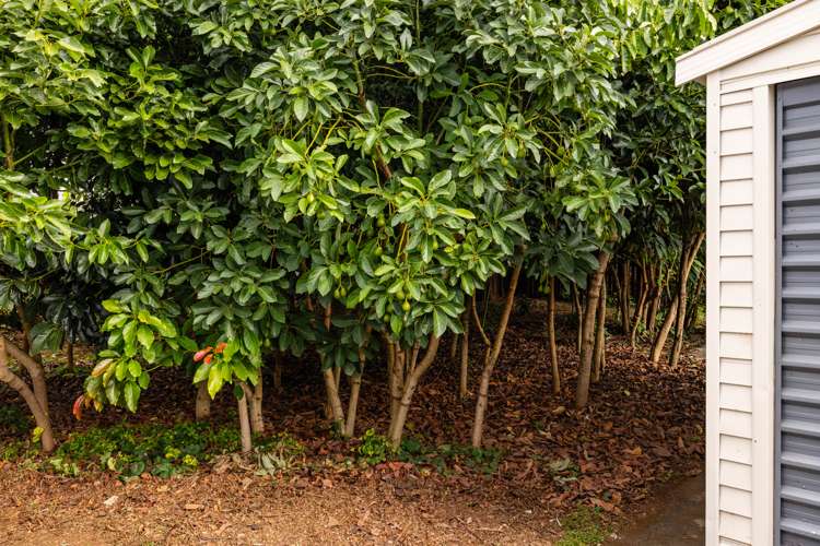 176 Broadway Kaikohe_26