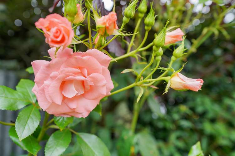 188 Nelson Street Strathern_6