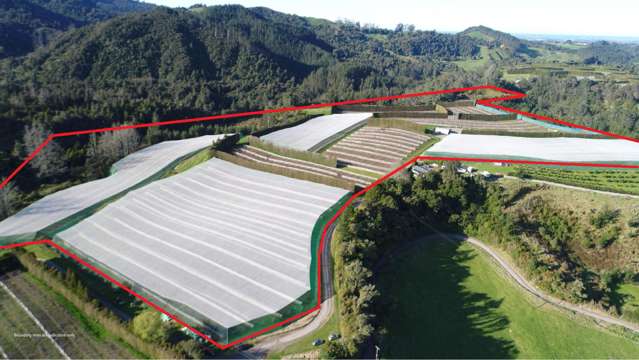 Prime Kiwifruit Orchards for Sale - Te Puke