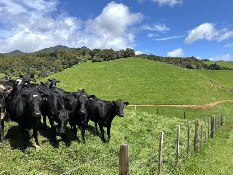 3/585 O'Shea Road Pirongia_2