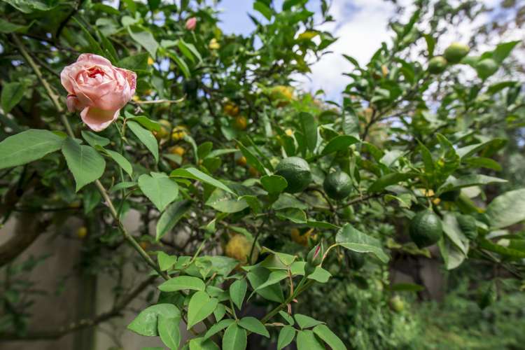 2/29 Rosebank Grove Waikanae_15