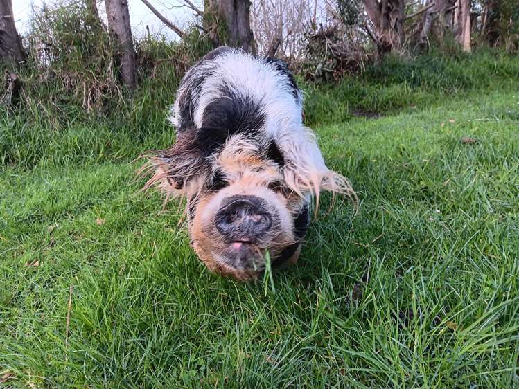 512 Kanohi Road Kaukapakapa_41