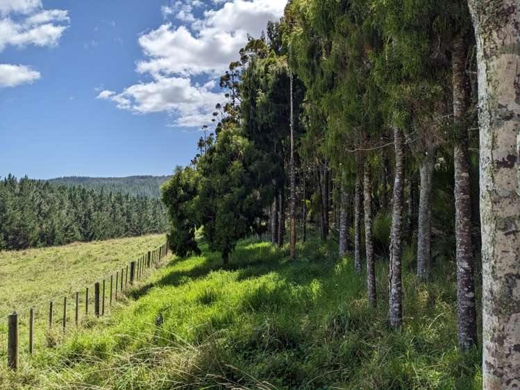 360 Burnside Road Makarau_17