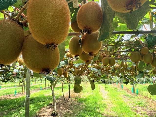 155 Mystery Valley Road Paengaroa_3