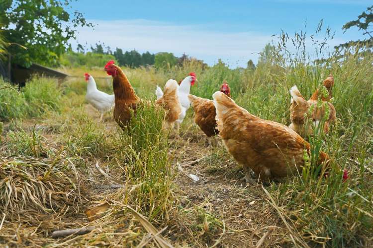 Address withheld Glentui_18