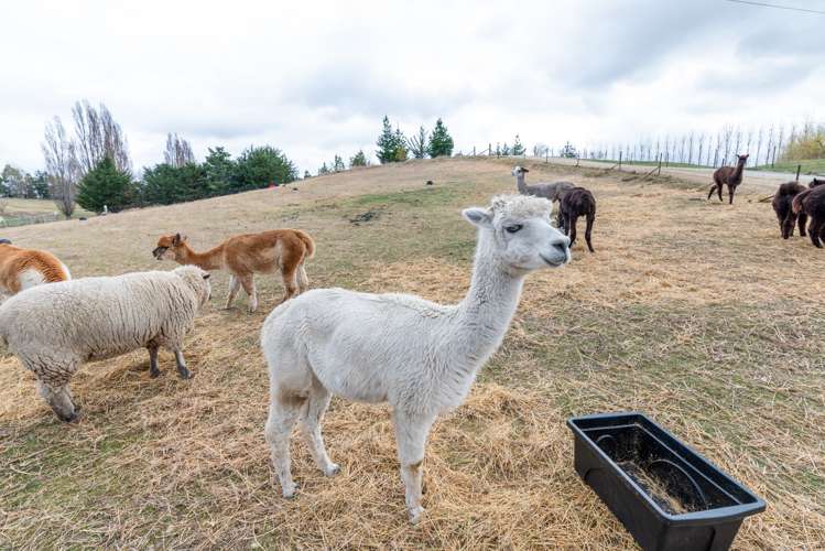 123 Letts Gully Road Alexandra_18