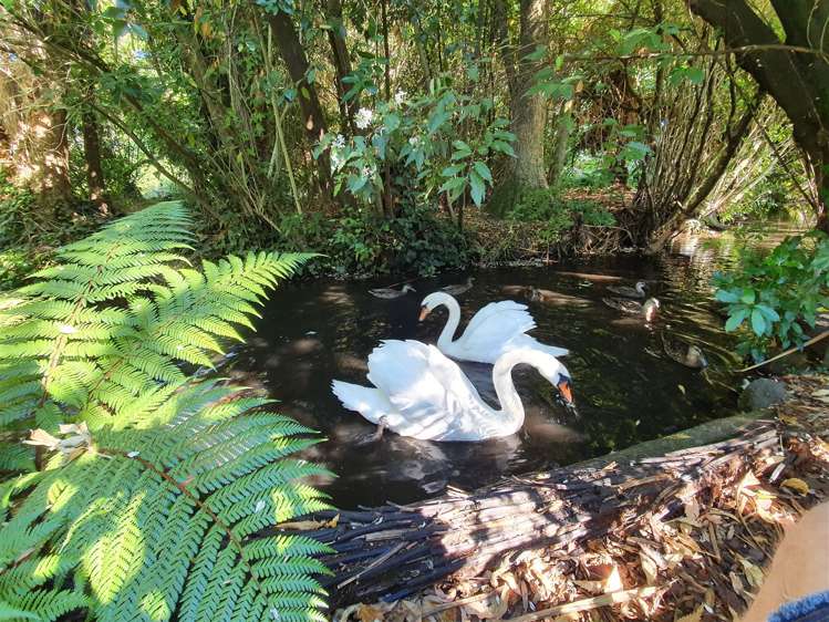 5 Majestic Lane Cashmere_21