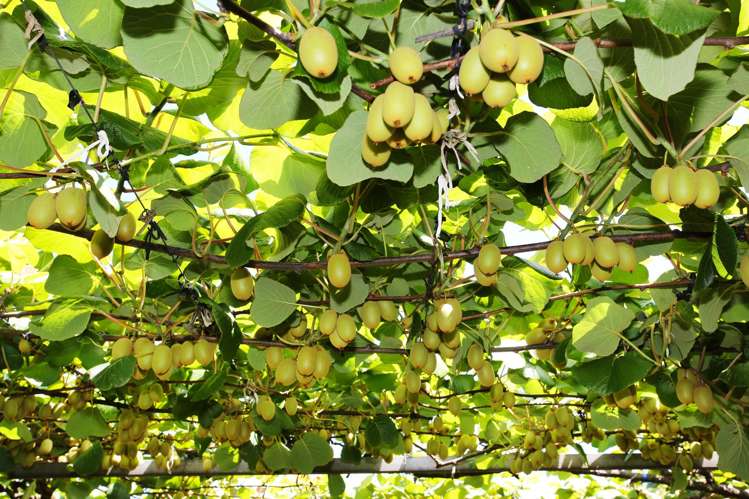 36 Eden Road Pukekohe_6