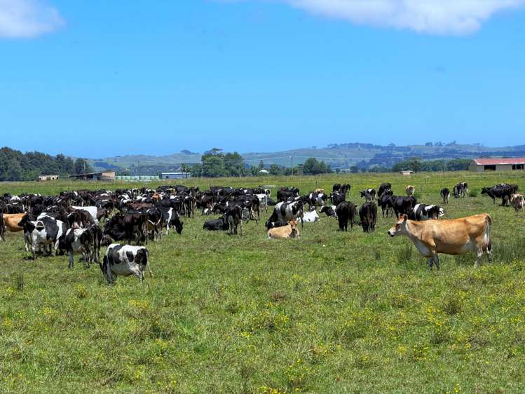 331 Simpson Road Ruawai_18