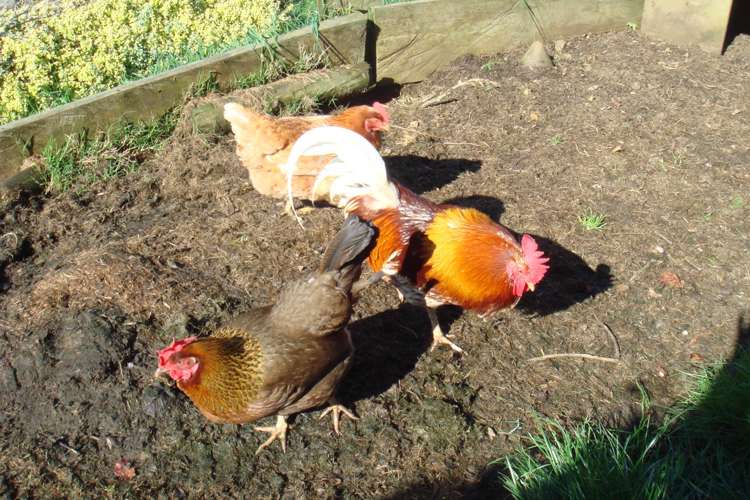 145b Helenslee Road Pokeno_59